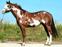 Heterozygous for Frame Overo